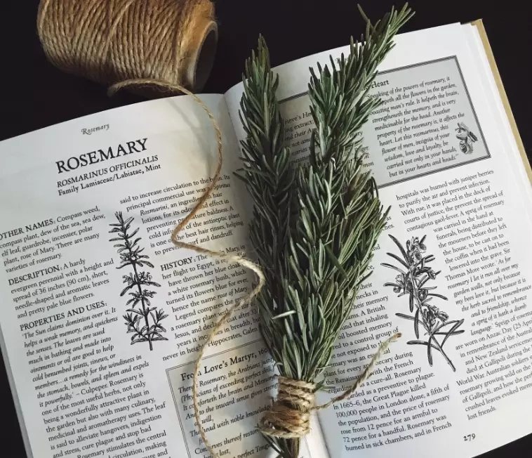 rosemary benefits