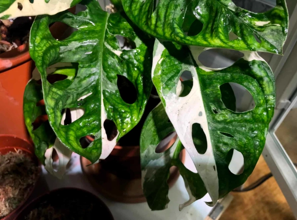 Monstera adansonii care