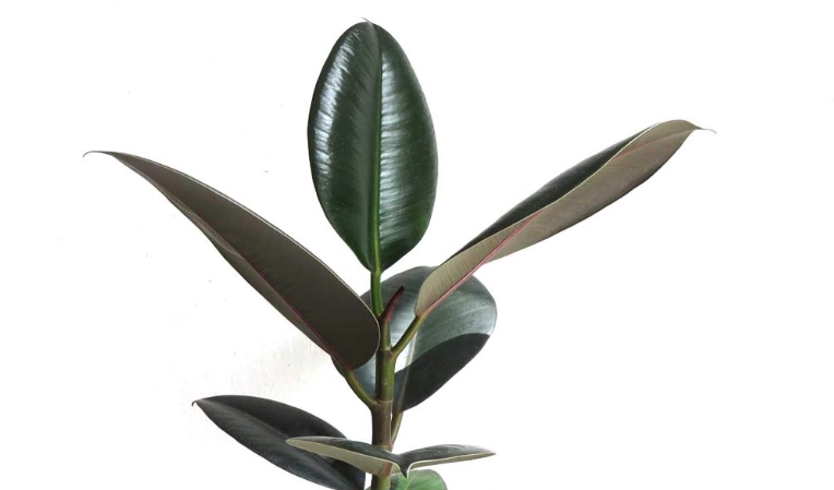ficus elastica