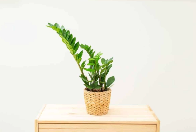 zamioculcas zamiifolia care