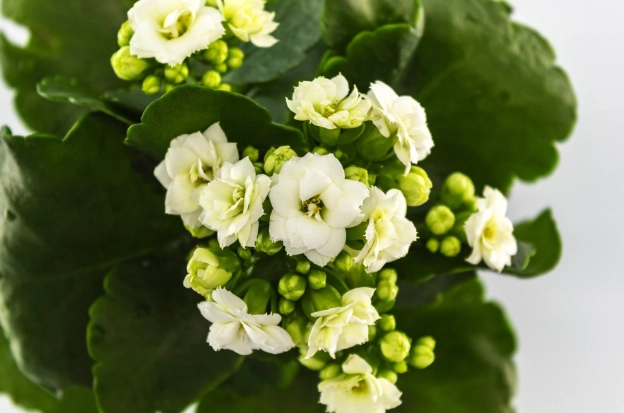 how to get Calandiva to bloom again