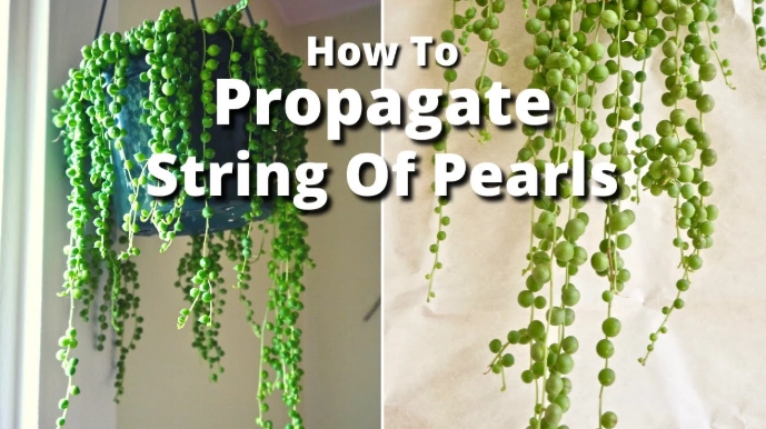 pearls plant cuttings