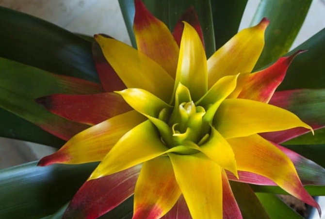 bromeliad plant care bromeliad plant care