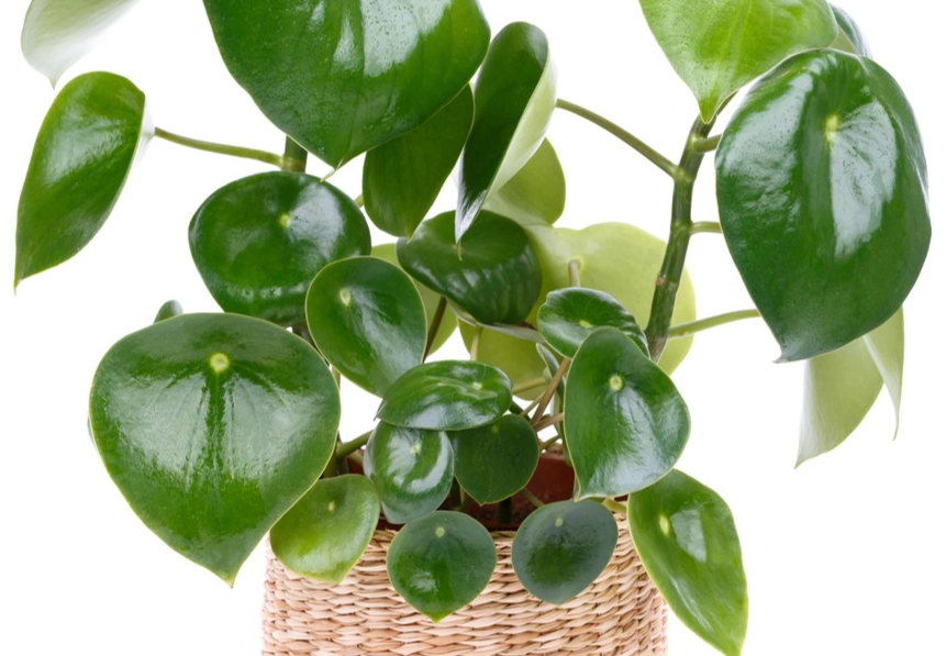 peperomia plant care