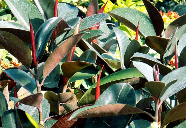 rubber tree plant