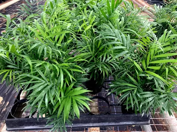 parlor palm care parlor palm care