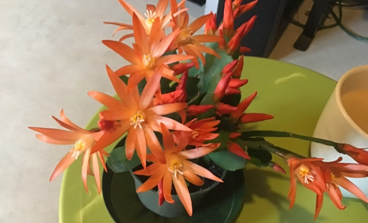 how to get easter cactus to bloom how to get easter cactus to bloom