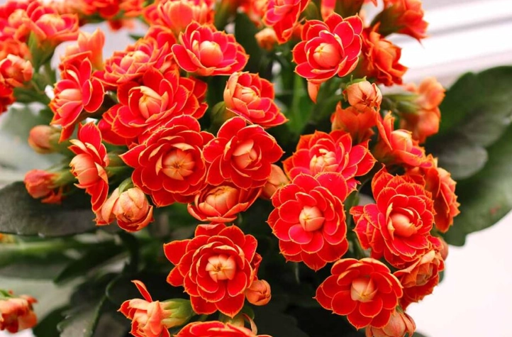 kalanchoe blooming tips kalanchoe blooming tips