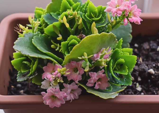 how to grow kalanchoe how to grow kalanchoe