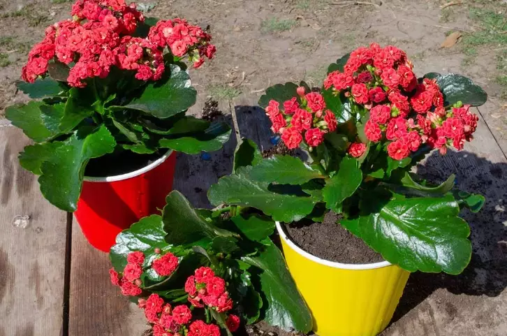 kalanchoe care indoor kalanchoe care indoor