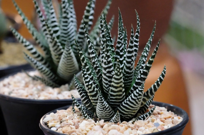 haworthia succulent