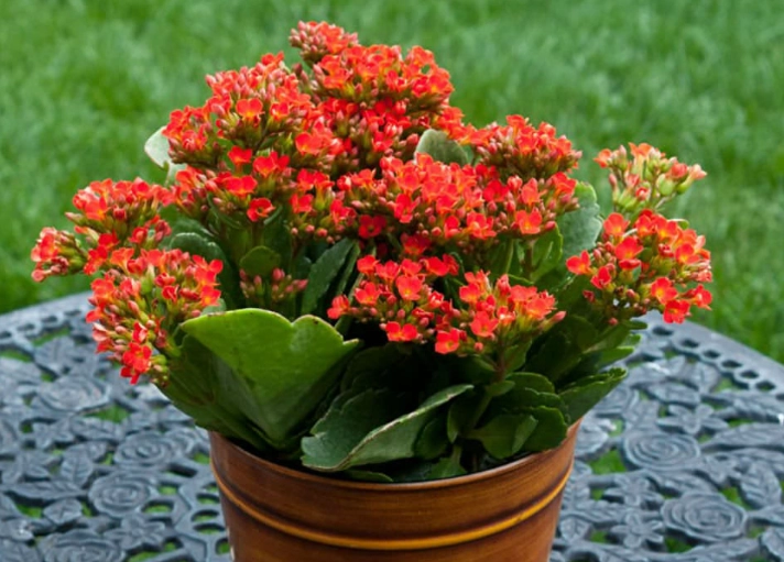 kalanchoe care indoor kalanchoe care indoor