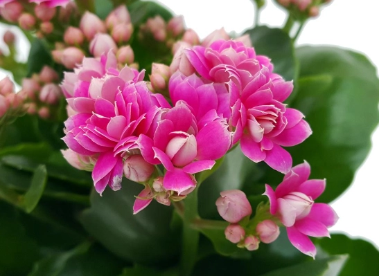 kalanchoe blooming tips kalanchoe blooming tips