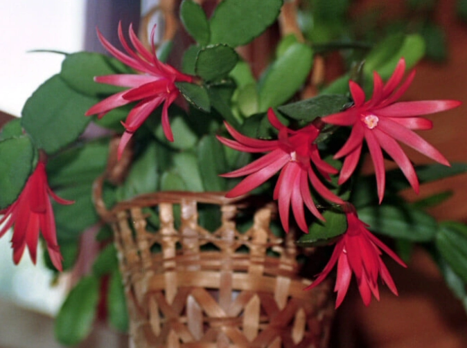 how to get easter cactus to bloom how to get easter cactus to bloom