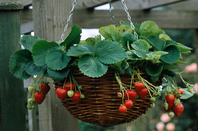 wicker plant basket wicker plant basket