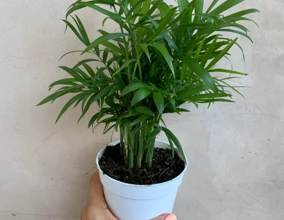 Chamaedorea elegans Chamaedorea elegans