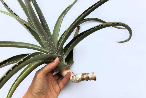propagate aloe vera
