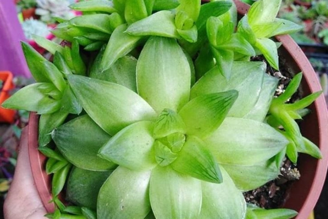 types of haworthia