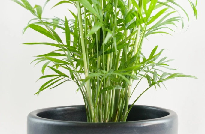 parlor palm care parlor palm care