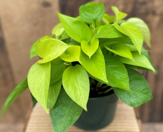 neon pothos care