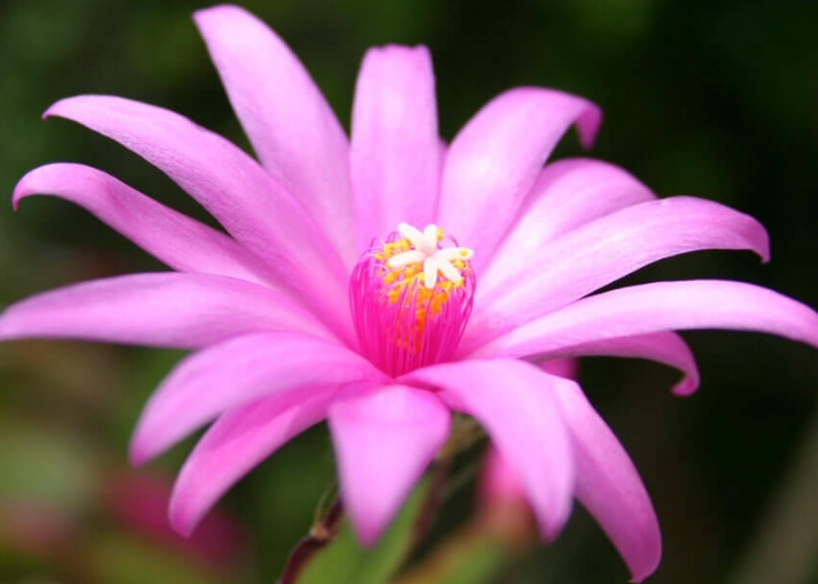 easter cactus vs christmas cactus easter cactus vs christmas cactus