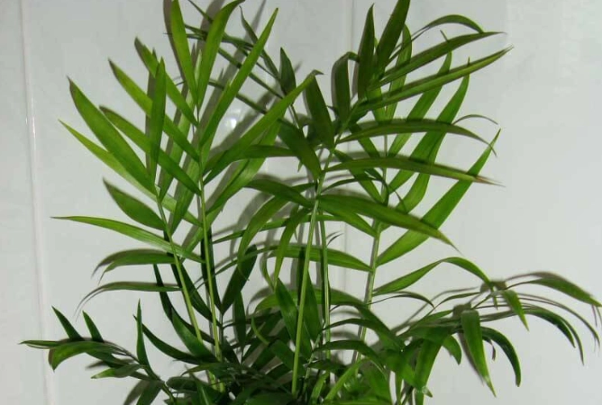 palm neanthe bella palm neanthe bella