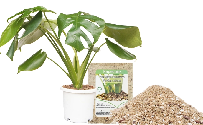 best soil for monstera best soil for monstera