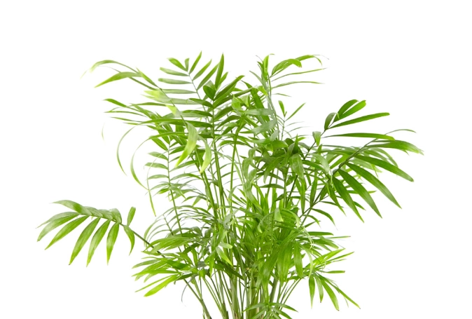 palm neanthe bella palm neanthe bella