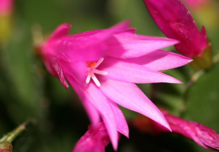 easter cactus vs christmas cactus easter cactus vs christmas cactus