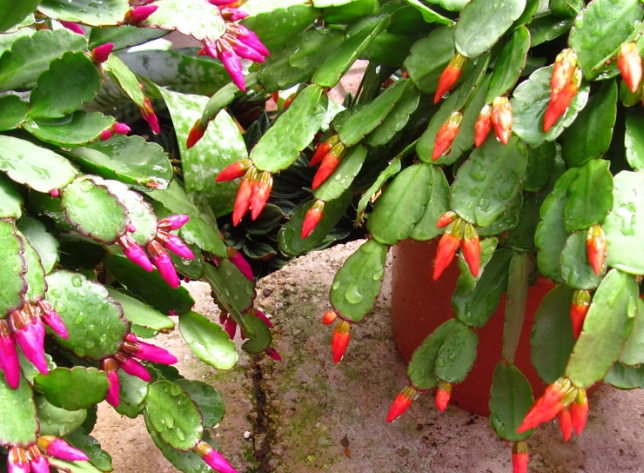 easter cactus care easter cactus care