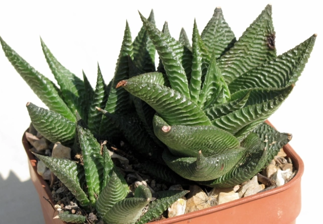 haworthia succulent