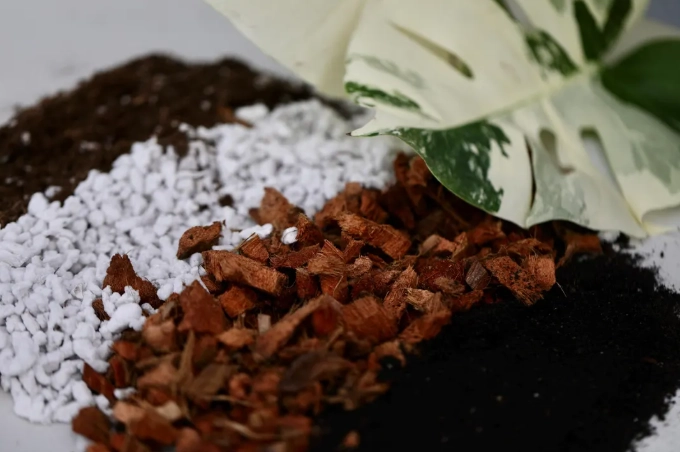 best soil for monstera best soil for monstera