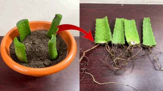 propagate aloe vera