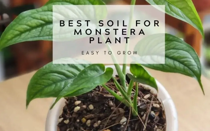 how to repot monstera how to repot monstera