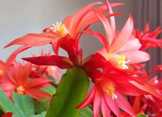 easter cactus care easter cactus care