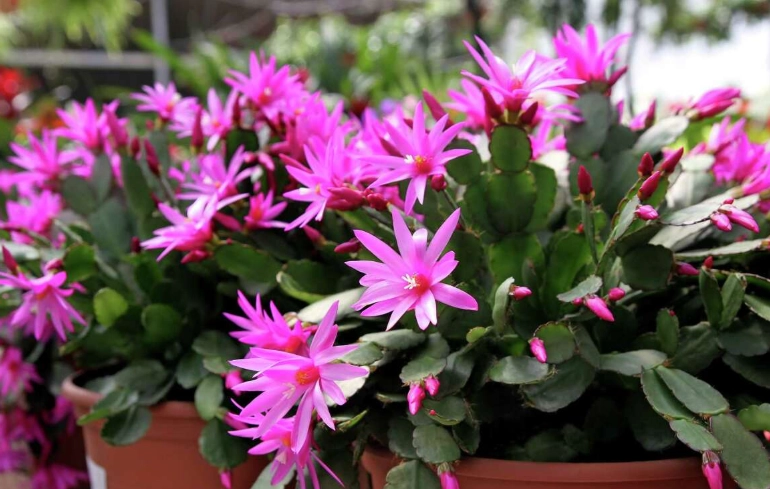easter cactus care easter cactus care