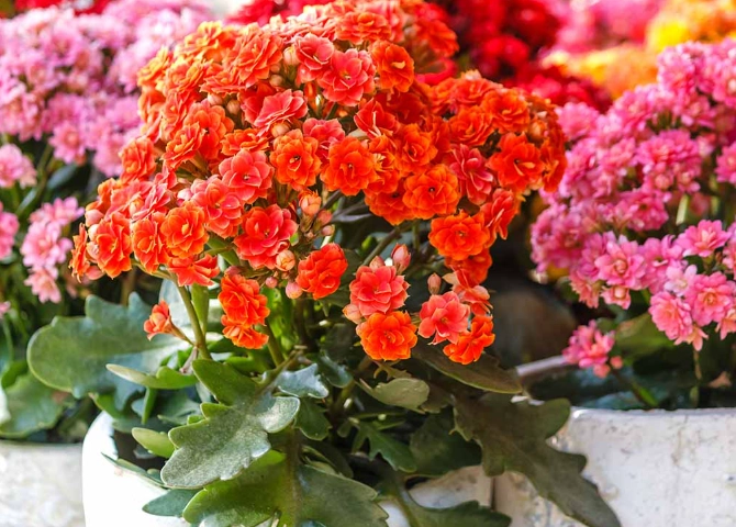 how to grow kalanchoe how to grow kalanchoe