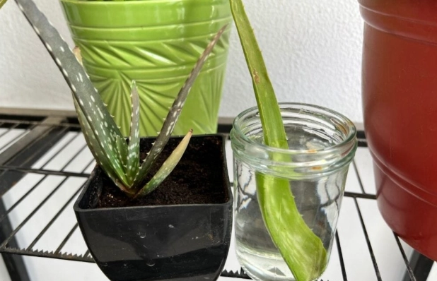 aloe vera propagation