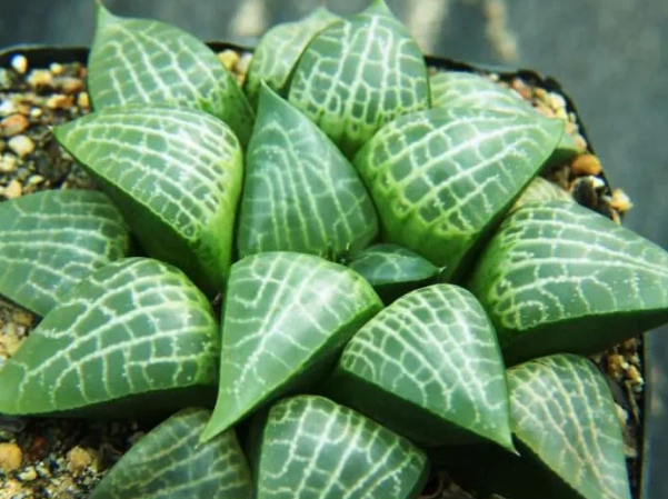 types of haworthia