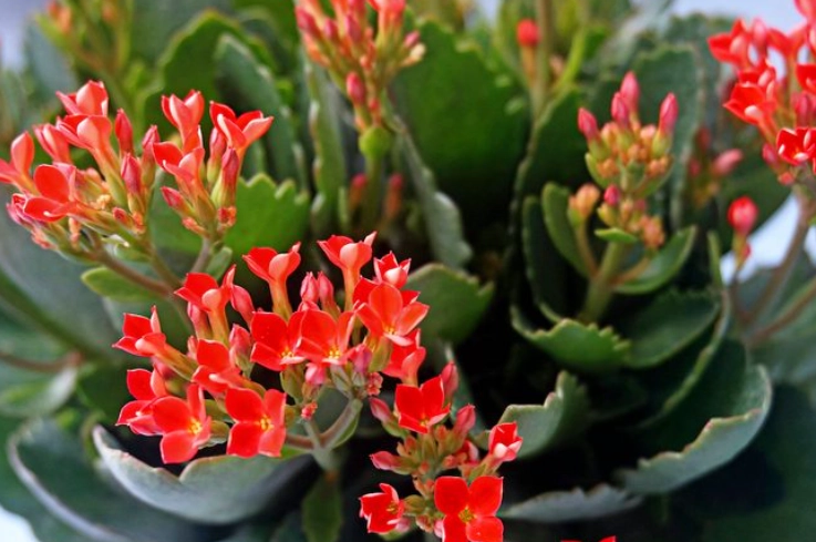 kalanchoe blooming tips kalanchoe blooming tips