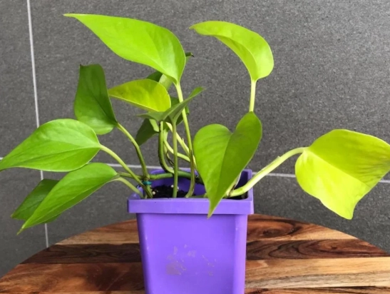 neon pothos care