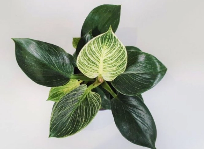 philodendron birkin problems philodendron birkin problems