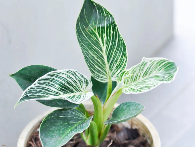 philodendron birkin problems philodendron birkin problems