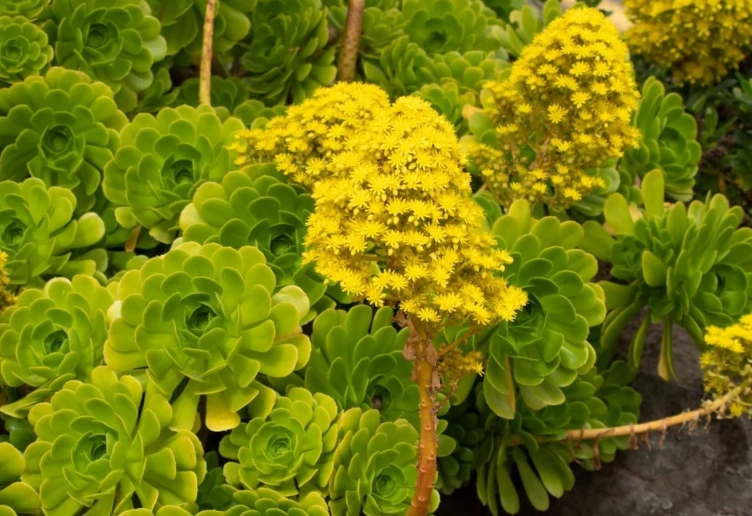 aeonium care