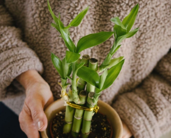 lucky bamboo plant meaning