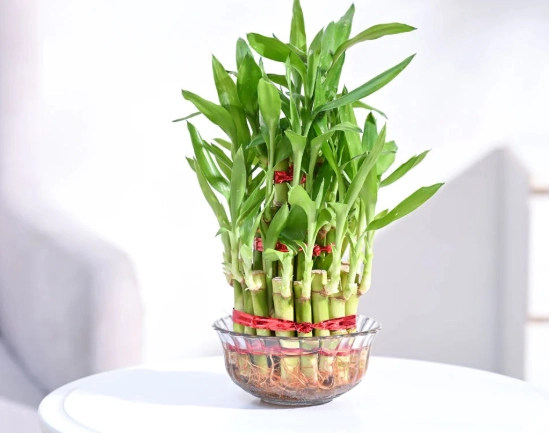 how to grow lucky bamboo