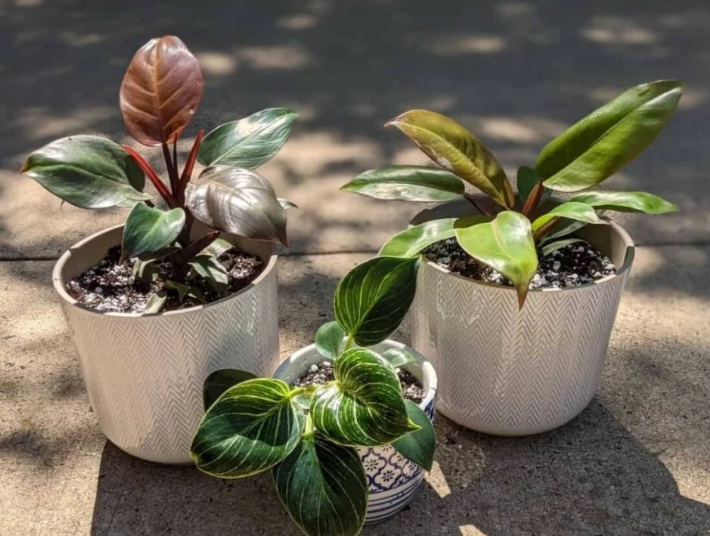 philodendron birkin light requirements philodendron birkin light requirements