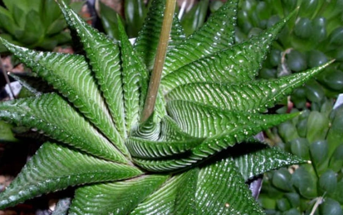 how to grow haworthia