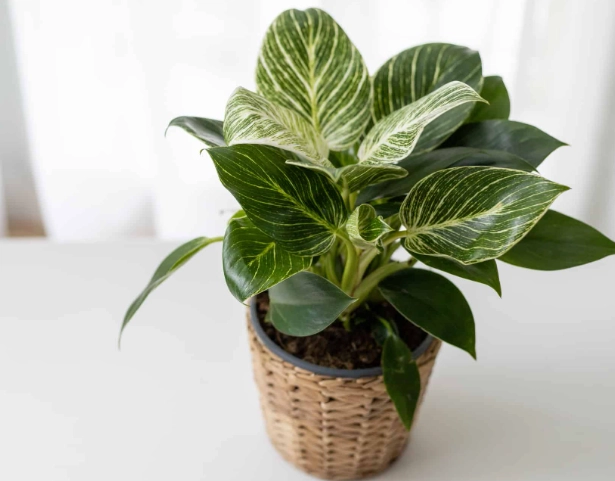 philodendron birkin light requirements philodendron birkin light requirements