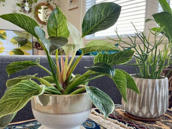 philodendron birkin light requirements philodendron birkin light requirements